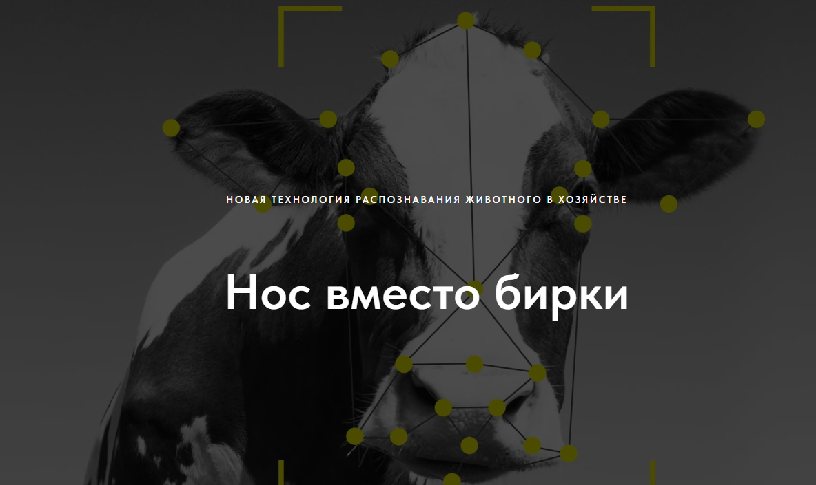 ID FACE — биометрическая идентификация скота в АПК фото: ID FACE — биометрическая идентификация скота в АПК