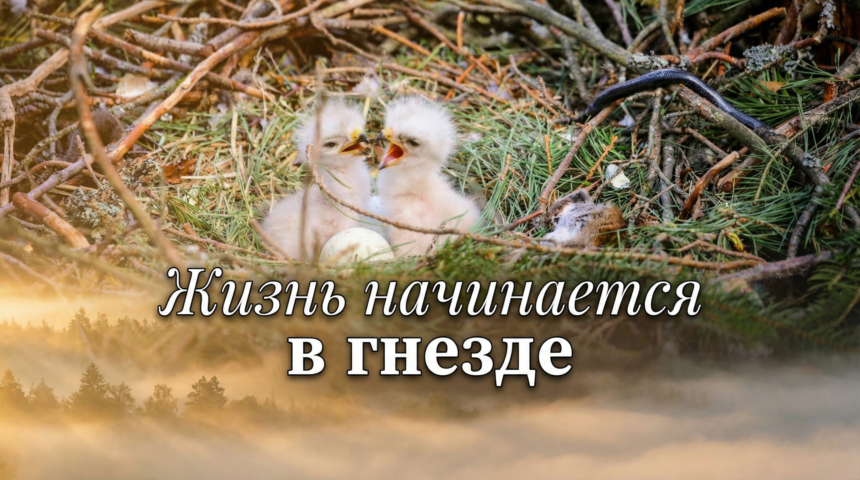 «Клинцы.Инфо» выпустило фильм о соколиной охоте и сохранении редких видов