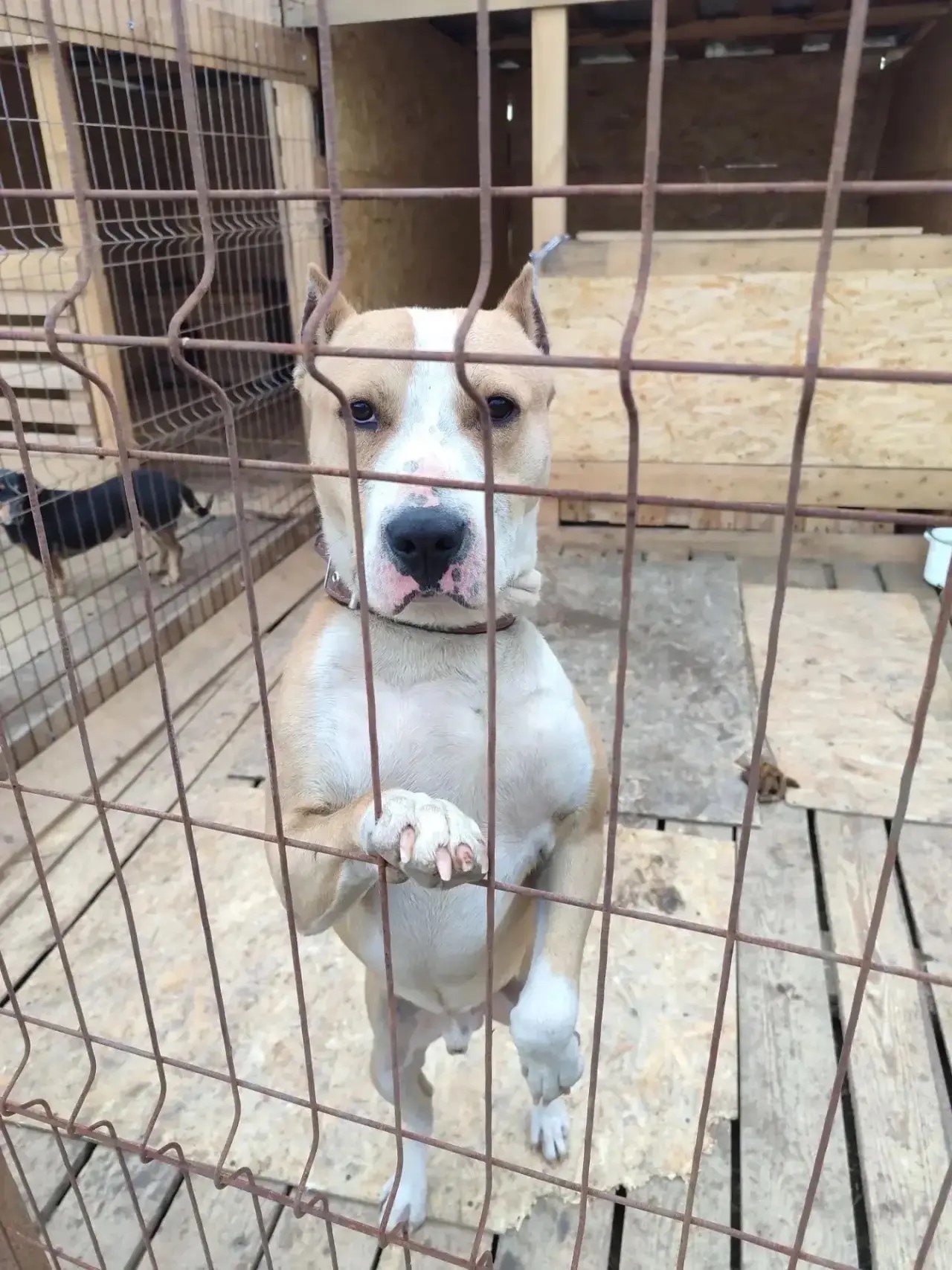 Онлайн-выставка собак «КлубусФЕСТ-Приюты»: один клик - и собака дома фото: Онлайн-выставка собак «КлубусФЕСТ-Приюты»: один клик - и собака дома