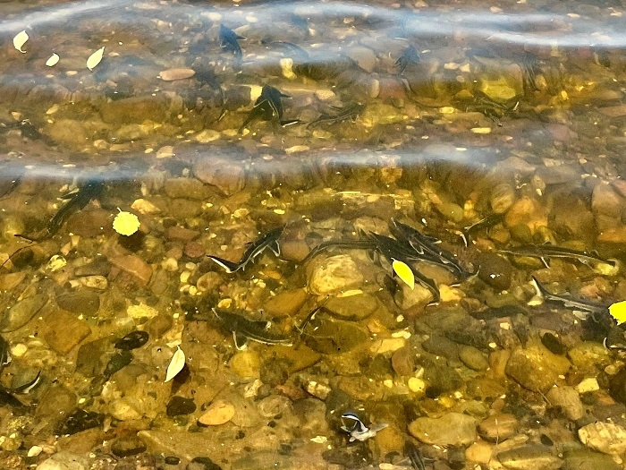 АО «Транснефть – Север» выпустило более 41 тыс. штук молоди стерляди в Горьковское и Угличское водохранилища в Ярославской области фото: АО «Транснефть – Север» выпустило более 41 тыс. штук молоди стерляди в Горьковское и Угличское водохранилища в Ярославской области