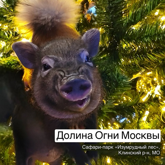 В подмосковном сафари-парке «Изумрудный лес» появился мини-пиг фото: В подмосковном сафари-парке «Изумрудный лес» появился мини-пиг
