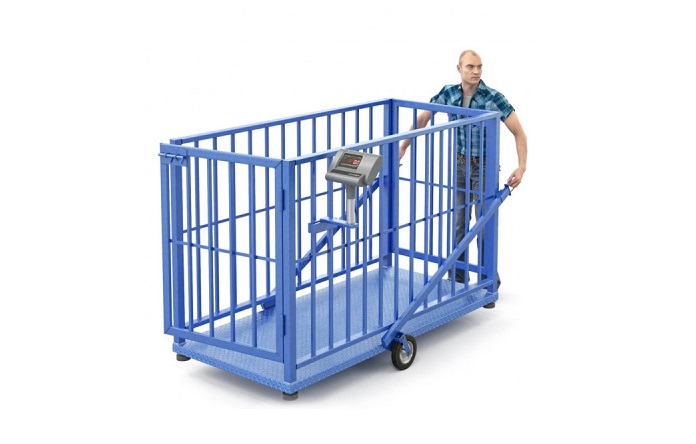 На каких весах взвешивают крупный рогатый скот? фото: На каких весах взвешивают крупный рогатый скот?