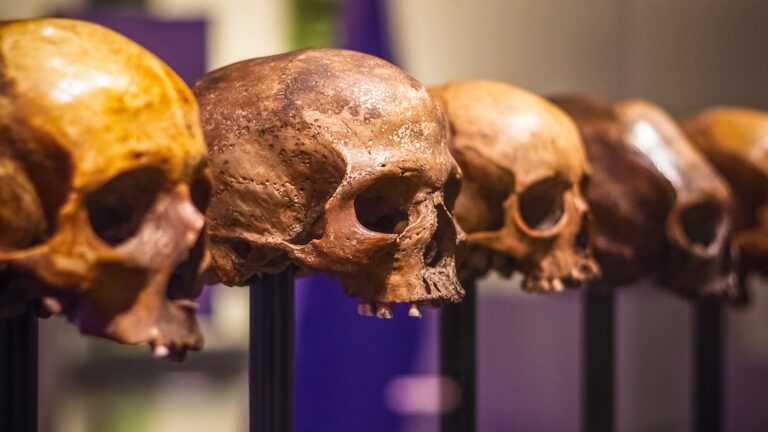 Лебедев заявил, что оплатил передачу Новой Гвинее черепов из коллекции Миклухо-Маклая фото: Лебедев заявил, что оплатил передачу Новой Гвинее черепов из коллекции Миклухо-Маклая