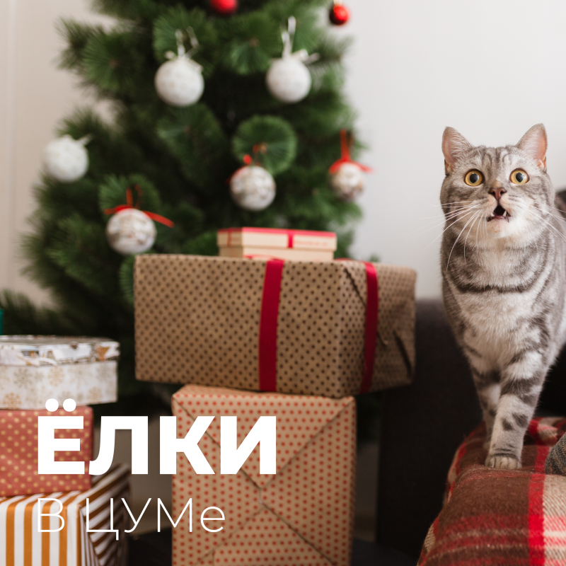 фото: Покупаем новогодние ёлки в нижегородском ЦУМе!