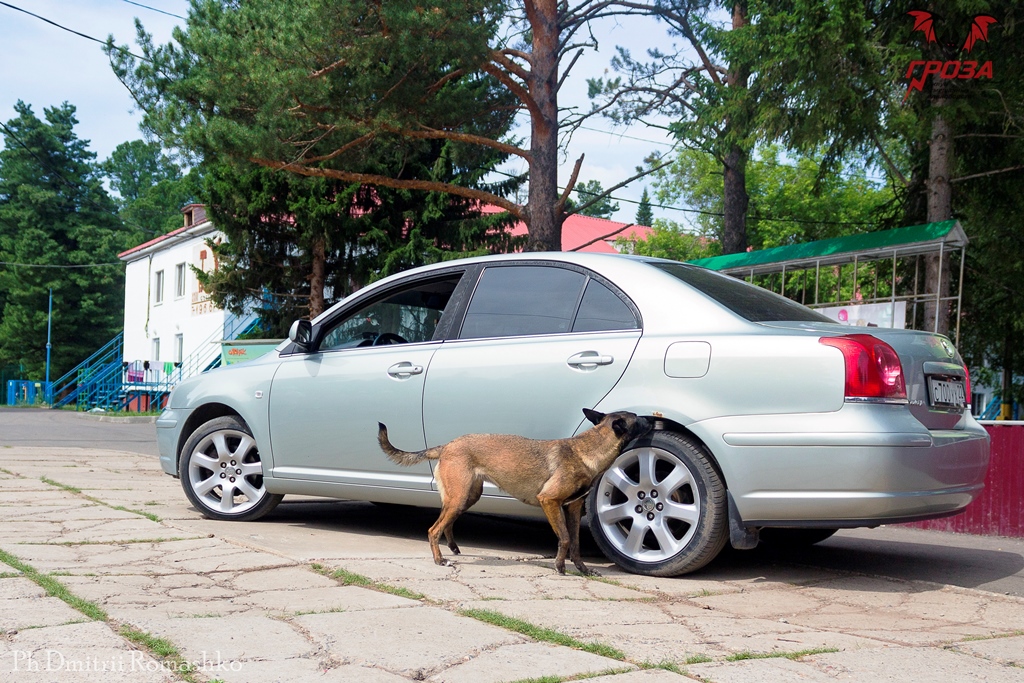 Томские юнгвардейцы встретились с кинологами Росгвардии фото: Томские юнгвардейцы встретились с кинологами Росгвардии