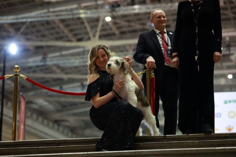 В Москве состоялась выставка «Лучшие собаки и кошки России» фото: В Москве состоялась выставка «Лучшие собаки и кошки России»