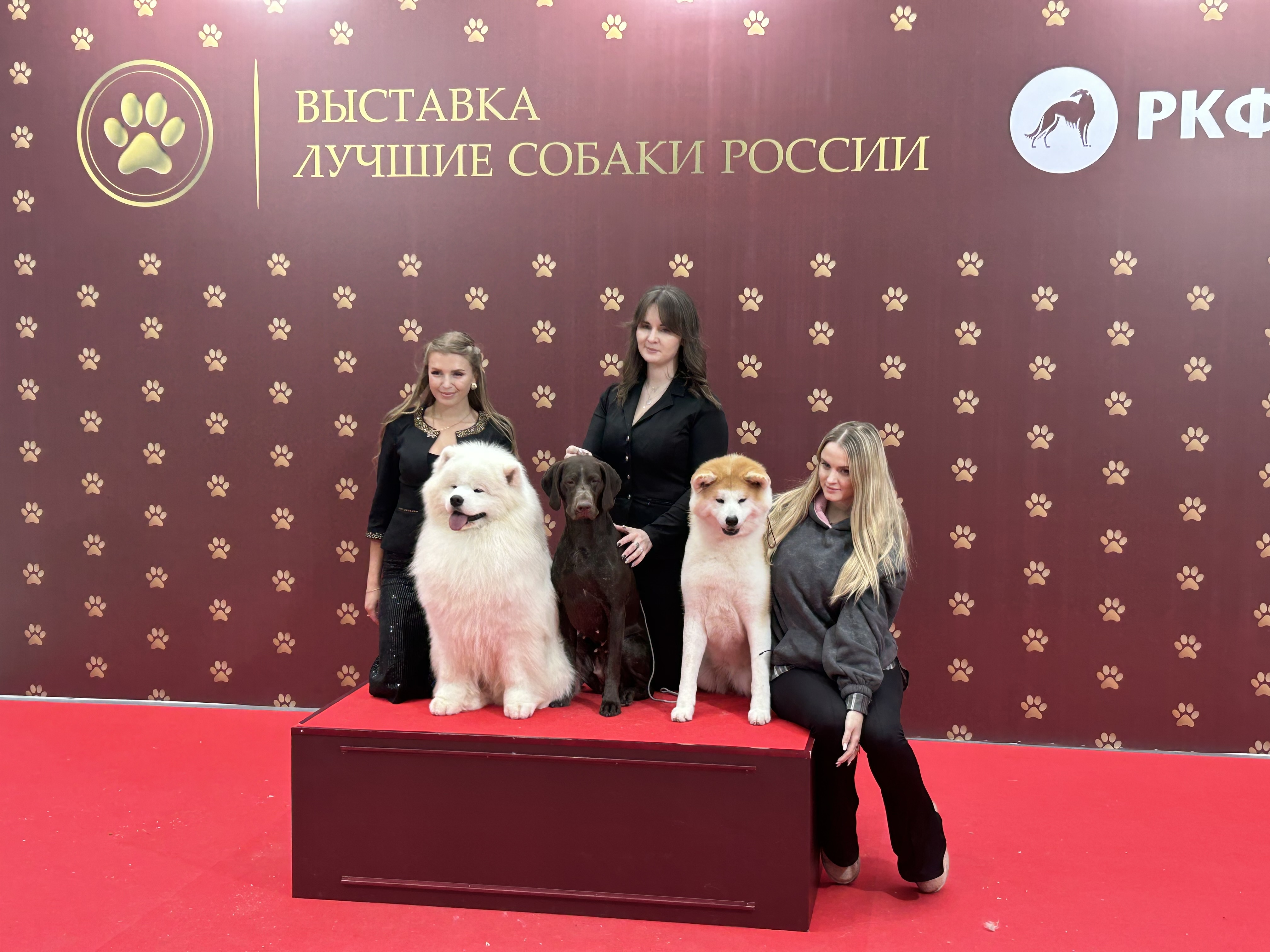 В Москве состоялась выставка «Лучшие собаки и кошки России» фото: В Москве состоялась выставка «Лучшие собаки и кошки России»