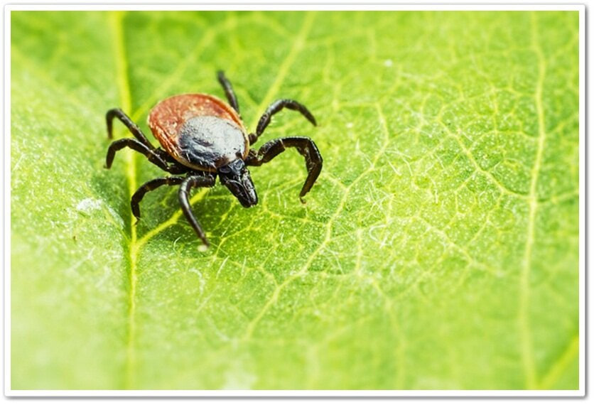 Где прячутся клещи и почему ваниль не спасёт фото: Где прячутся клещи и почему ваниль не спасёт