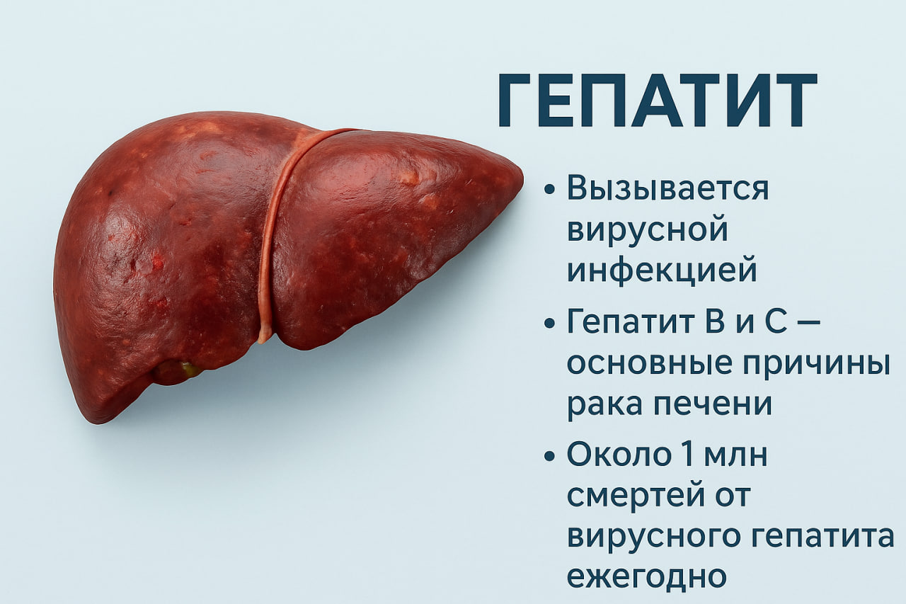 Мифы и факты о гепатите: где заканчиваются слухи и начинается наука фото: Мифы и факты о гепатите: где заканчиваются слухи и начинается наука