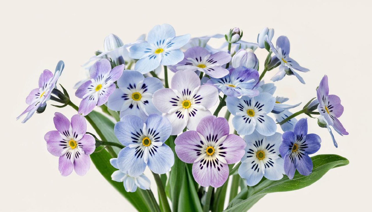 «Заимствуя у природы»: эксперт Пироговского Университета о том, как лепестки цветов помогут в создании сверхчувствительных сенсоров фото: «Заимствуя у природы»: эксперт Пироговского Университета о том, как лепестки цветов помогут в создании сверхчувствительных сенсоров