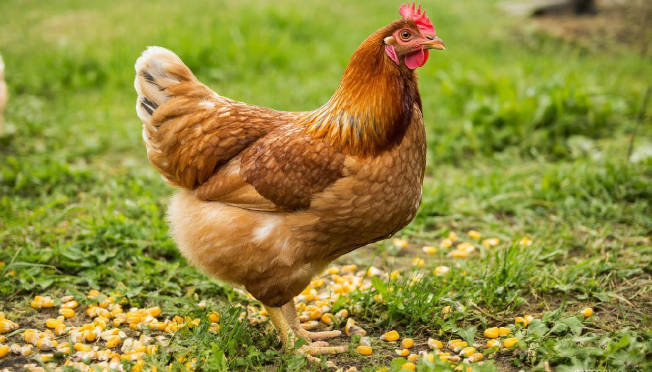 Листериоз: что это, как заражаются и как предотвратить фото: Листериоз: что это, как заражаются и как предотвратить