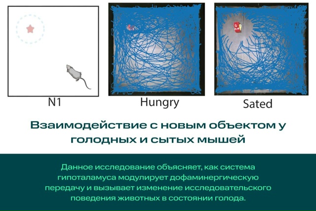 фото: Как голод влияет на исследовательское поведение?