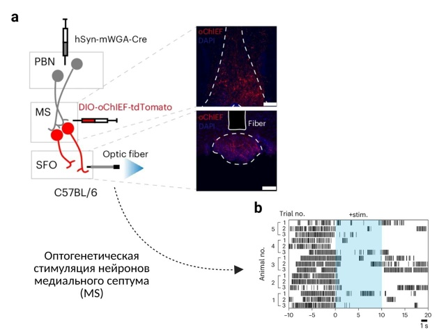 Открыта регуляторная ось контроля жажды-насыщения фото: Открыта регуляторная ось контроля жажды-насыщения