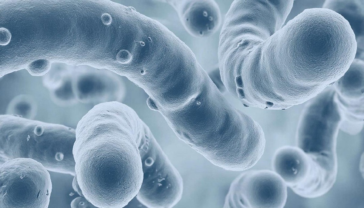 Кишечная палочка: эксперт Пироговского Университета объясняет, как бактерия-сосед становится возбудителем болезни фото: Кишечная палочка: эксперт Пироговского Университета объясняет, как бактерия-сосед становится возбудителем болезни