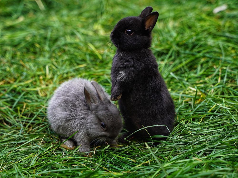 фото: В Москве открывается «Зайкин дом» с 40 видами кроликов