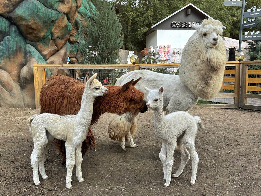 фото: Три малыша родилось этим летом в «Альпака парке»