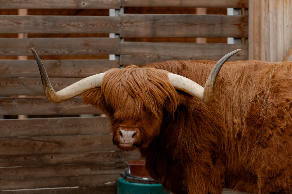 фото: УК «Альфа-Капитал» будет опекать быка Гаврюшу из Московского зоопарка