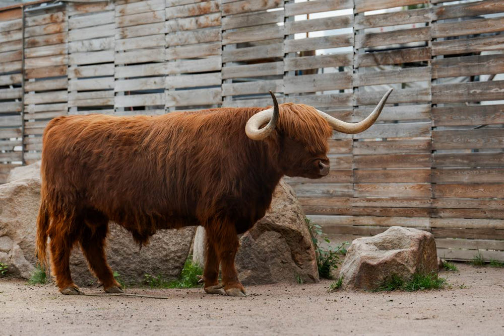 фото: УК «Альфа-Капитал» будет опекать быка Гаврюшу из Московского зоопарка