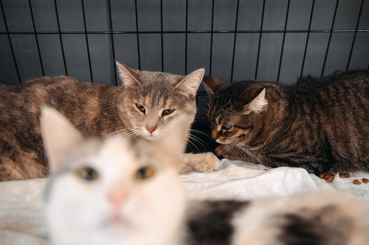 фото: Camelion на WOOF в Москве: свет для тех, кто идет домой