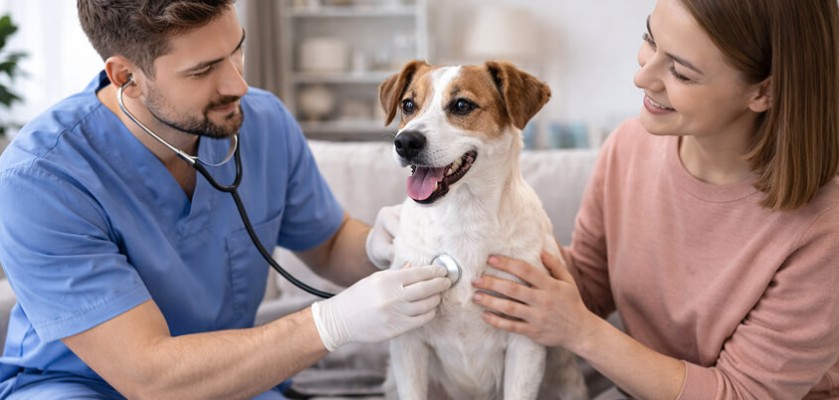 фото: Laska Pets запустила услугу чек‑апа питомца на дому в формате выездной диспансеризации