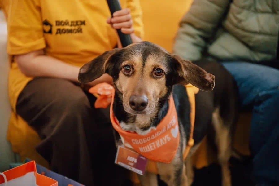 фото: Camelion поддержал юбилейный фестиваль WOOF в Москве