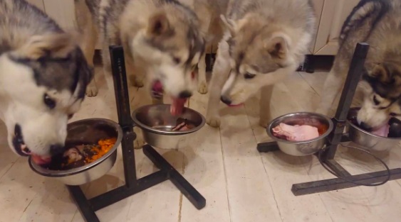 фото: Чем кормить собаку хаски на натуральном питании