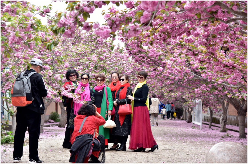 фото: Начался самый красивый период сезона цветения в Грушевом городке. Пять основных цветочных семейств ждут, когда вы приедете в прекрасный Лайян, чтобы насладиться весенними пейзажами.