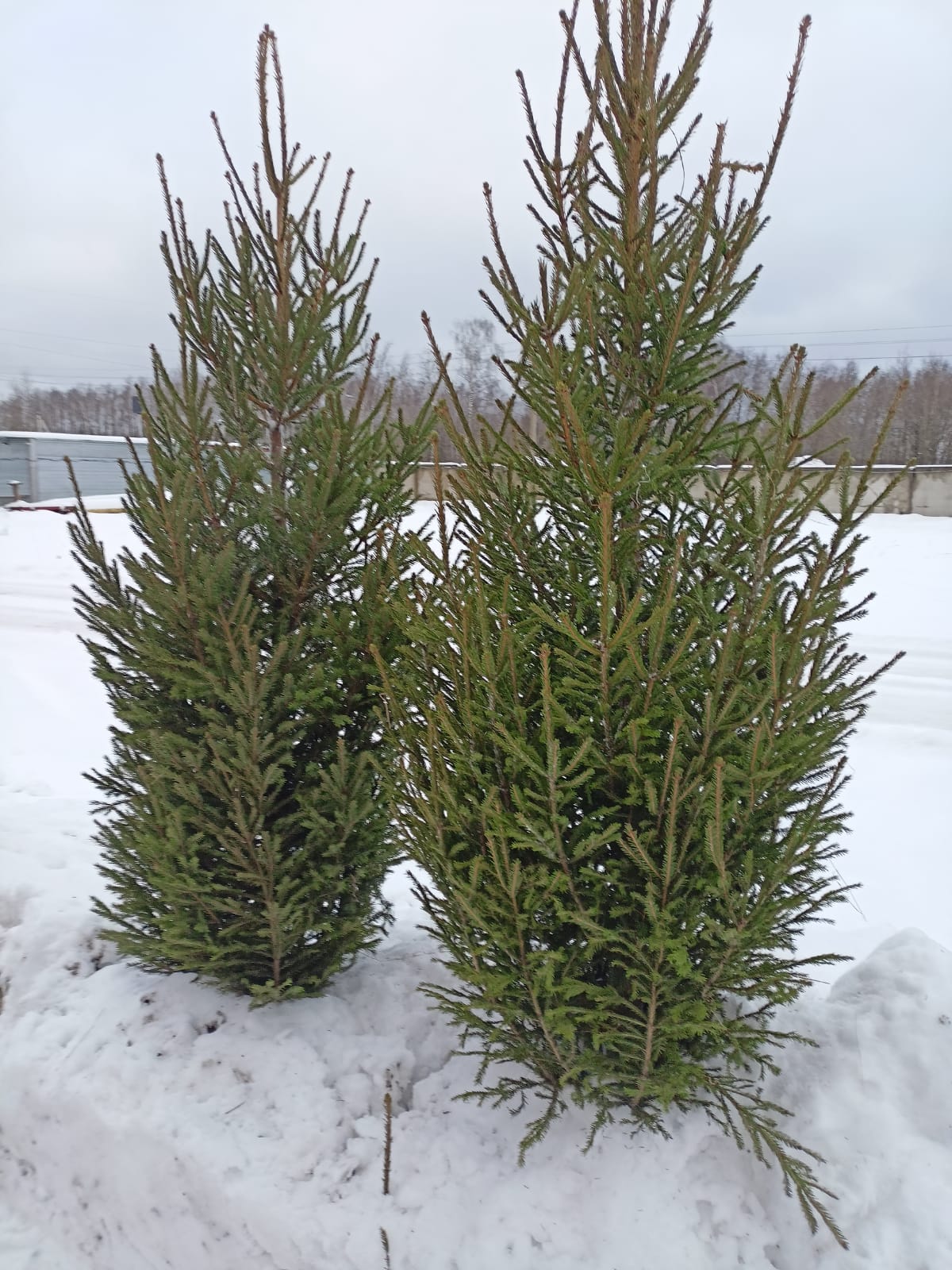 фото: «Ёлочный Базар» - живые елки в Серпухове