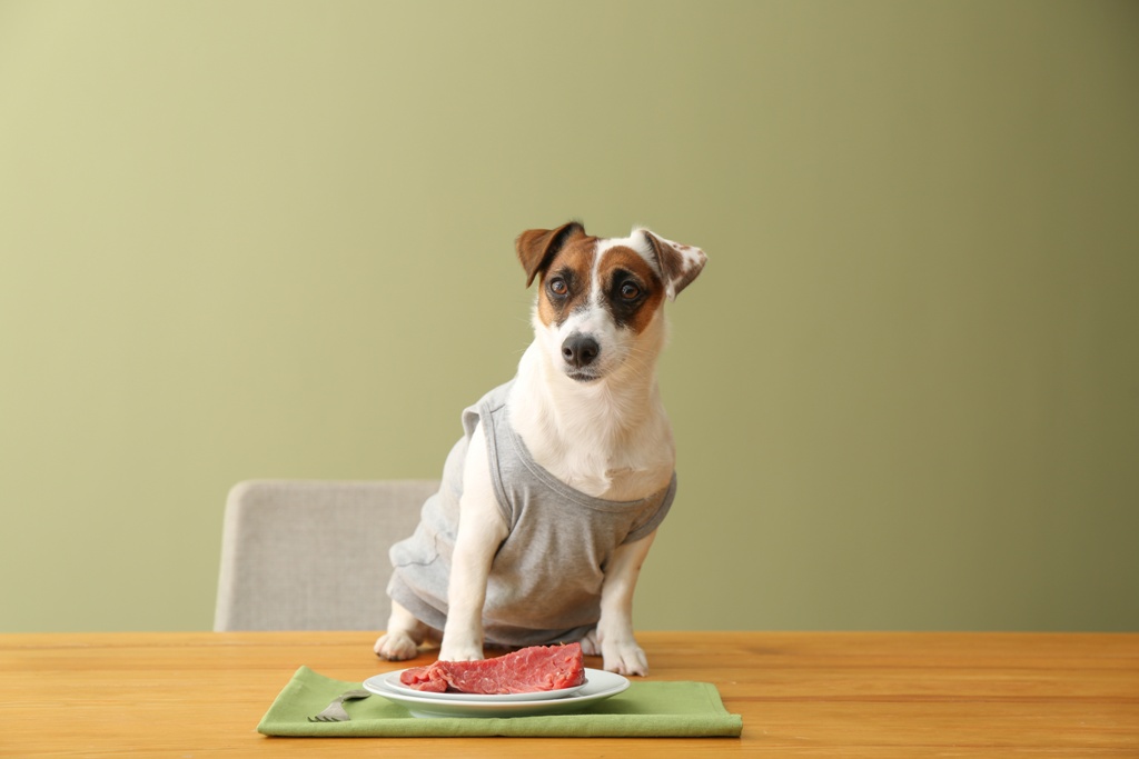 фото: Мясо перепелки для собак где купить?
