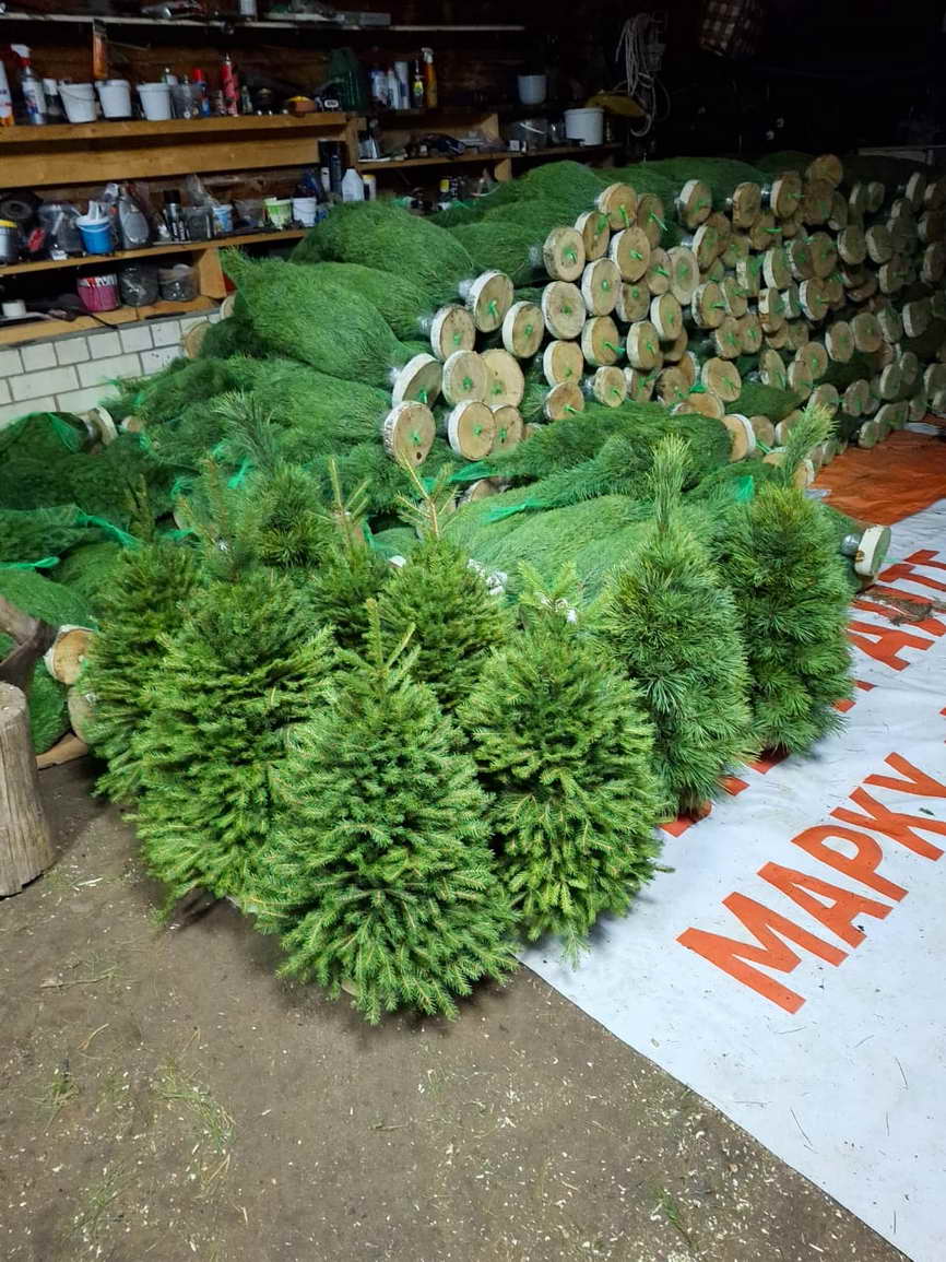 фото: «Ёлочный Базар» - живые елки в Серпухове