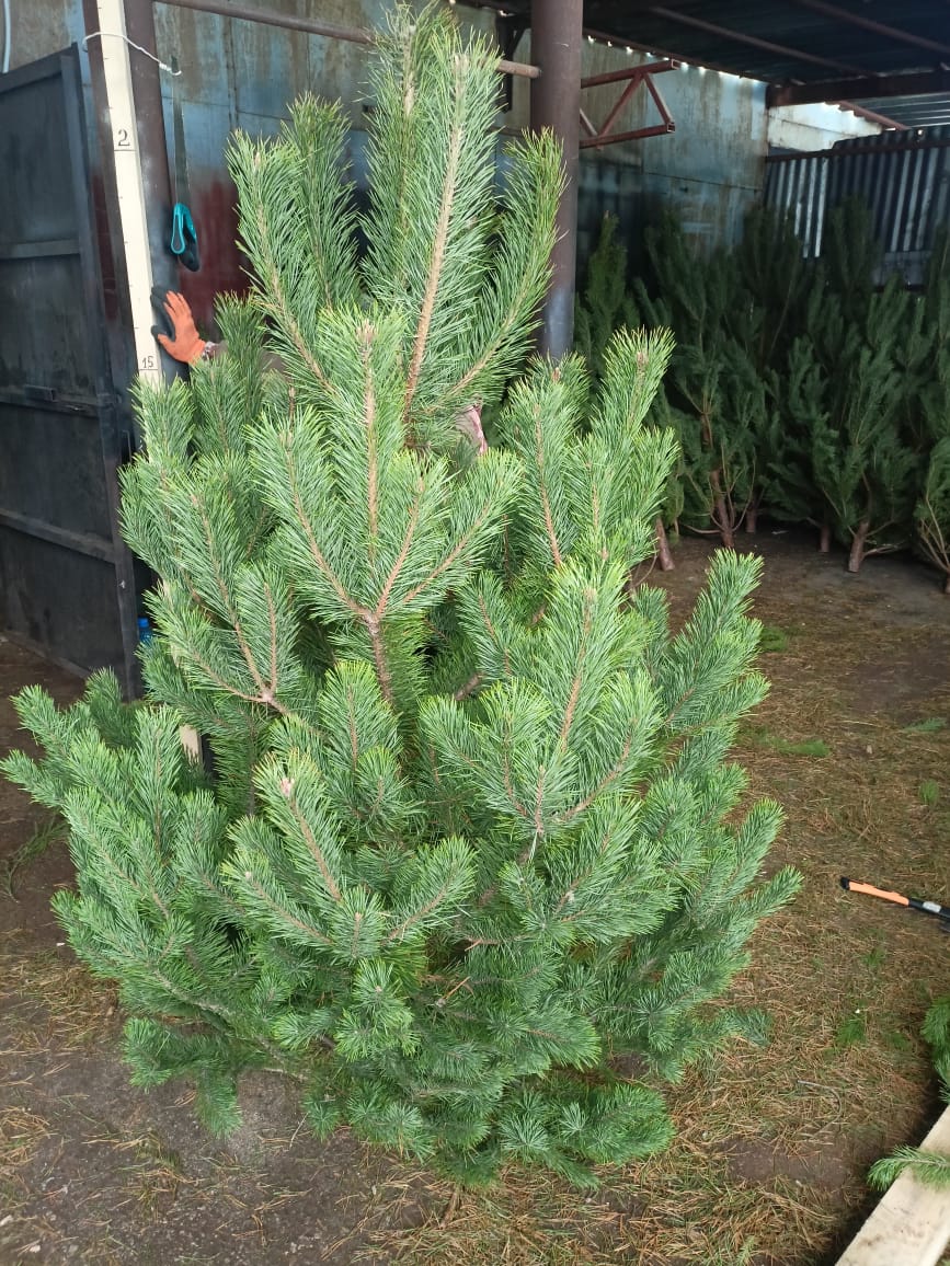 фото: «Ёлочный Базар» - живые елки в Серпухове