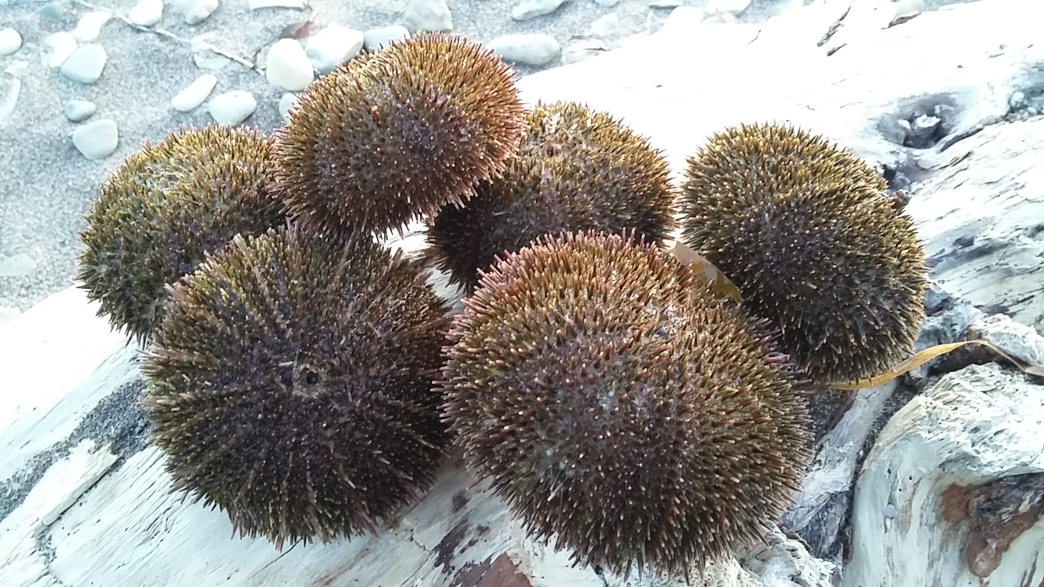 фото: Повелитель трёх килограммов: почему икра Александра Вироссе стоит дороже золота