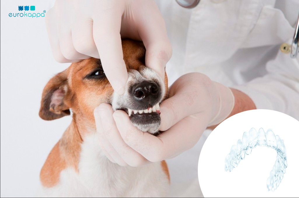 фото: Новые технологии в стоматологии: выравнивание прикуса у домашних животных