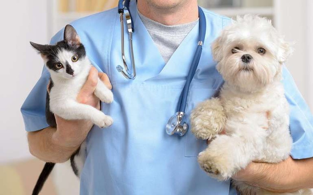 фото: Ветеринарных врачей и клиники лицензируют: адреса и телефоны