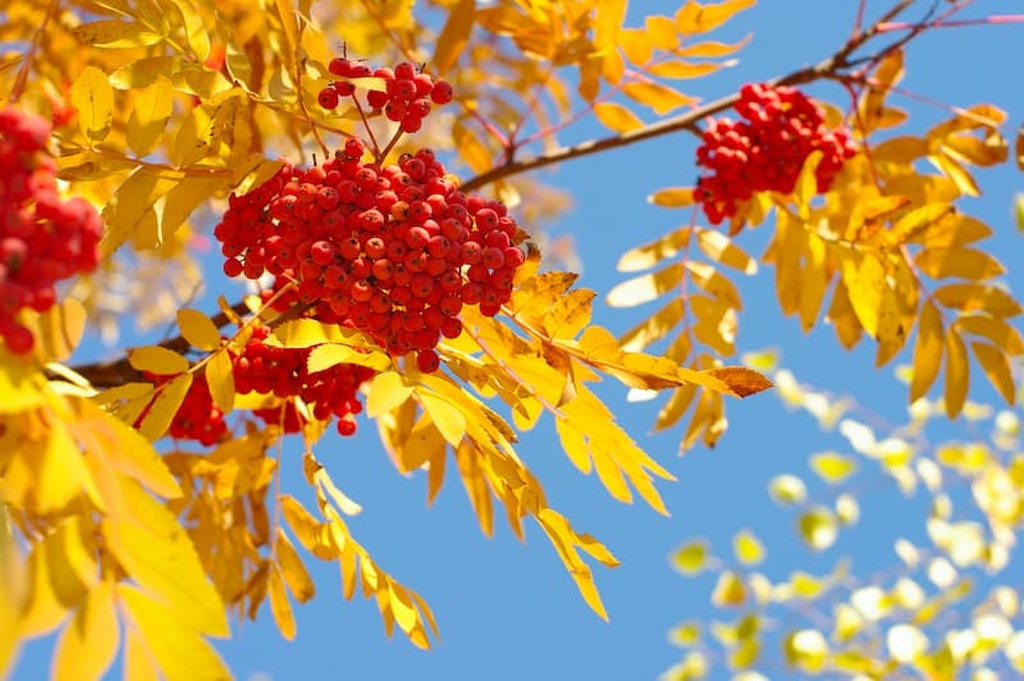 фото: Метафора рябины, становящейся слаще после морозов, раскрыта ко Дню народного единства