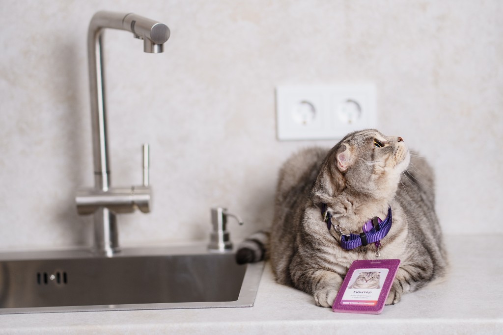 фото: В Тюмени стартует «Усатая приёмка»: коты будут помогать принимать квартиры в новостойках