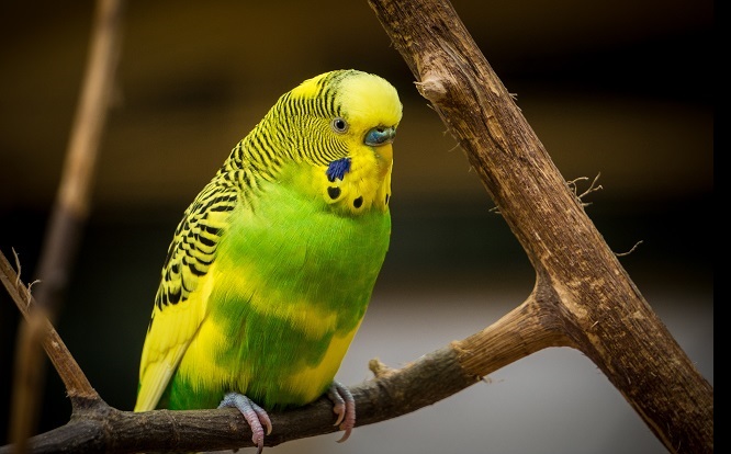 фото: Как узнать возраст попугая при покупке