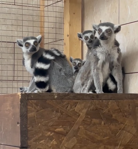 фото: Два детеныша лемуров родились в подмосковном сафари-парке 