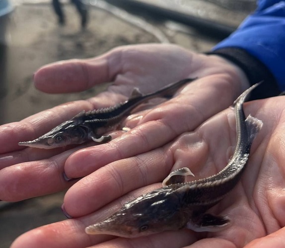 фото: АО «Транснефть – Прикамье» выпустило в водоемы более 100 тысяч мальков ценных рыб в 2025 году