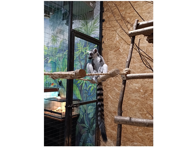 фото: Любовь без границ: подмосковный сафари-парк подарит лемуру из Донецка невесту-гимнастку