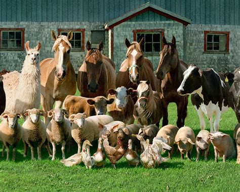 фото: Польза комбикормов при разведении сельскохозяйственных животных