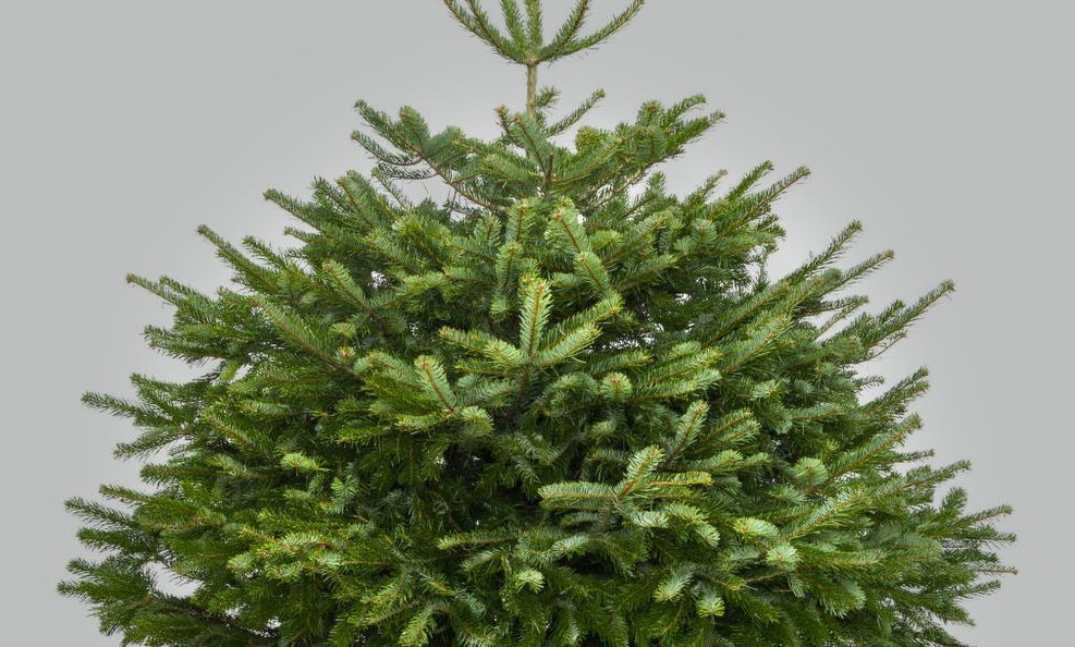 фото: Необходимая часть Нового года - рождественские елки