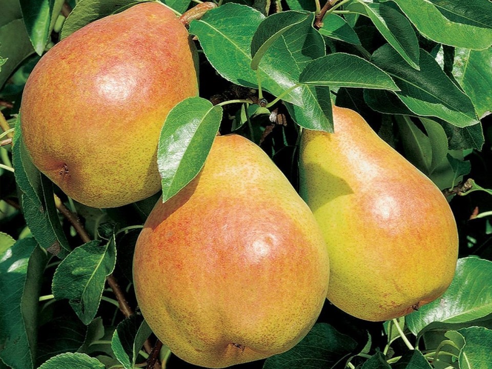 фото: Особенности и использование плодовых растений в ландшафтном дизайне