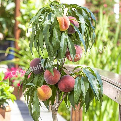 фото: Современный ландшафтный дизайн с плодовыми деревьями и кустарниками