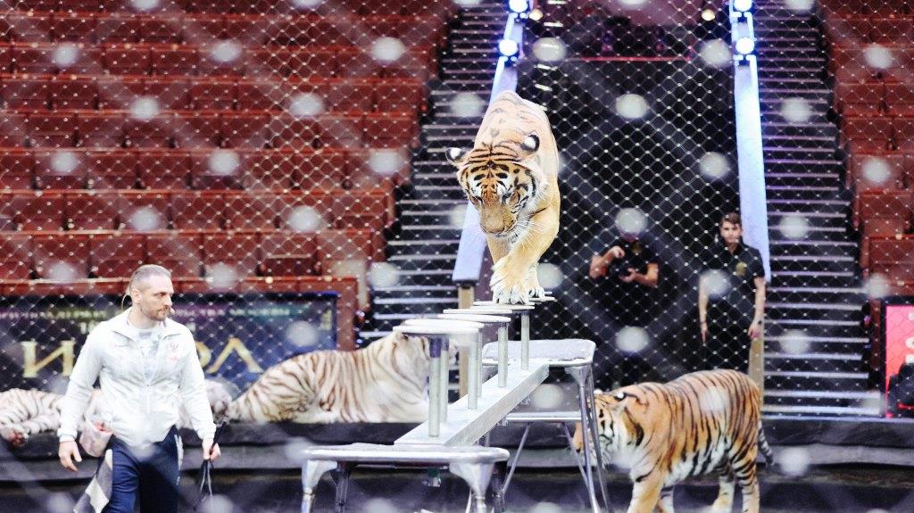 фото: Большой Московский цирк представил масштабные планы на будущее