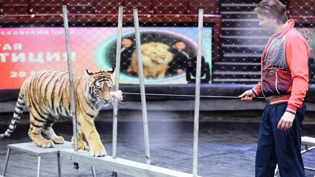 фото: Большой Московский цирк представил масштабные планы на будущее