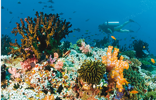 фото: Изучайте подводный мир и помогайте окружающей среде вместе с курортом Baros Maldives