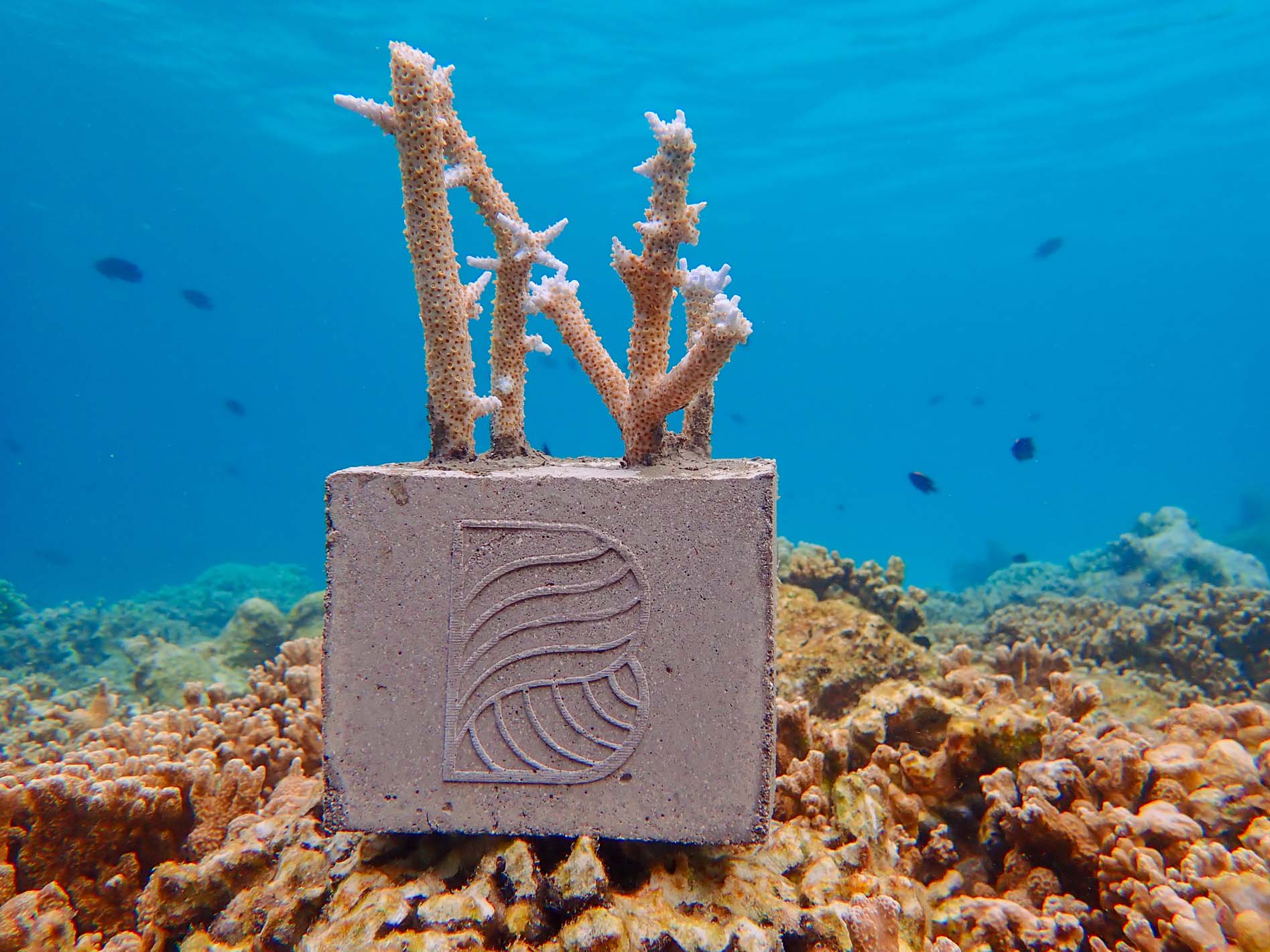 фото: Изучайте подводный мир и помогайте окружающей среде вместе с курортом Baros Maldives