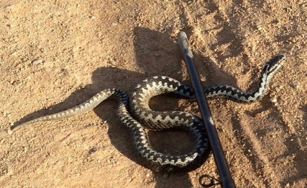 фото: Настоящая пустыня: ядовитые змеи пугают жителей Петербурга