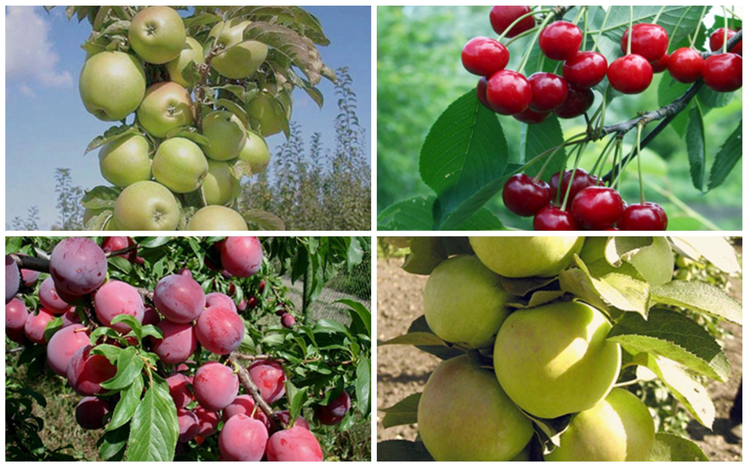 фото: Как правильно выбрать саженцы плодовых деревьев?
